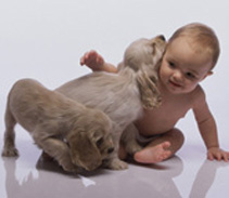 Research at the Department of Pediatrics has shown that infants who are exposed to dogs are less likely to develop allergic diseases.